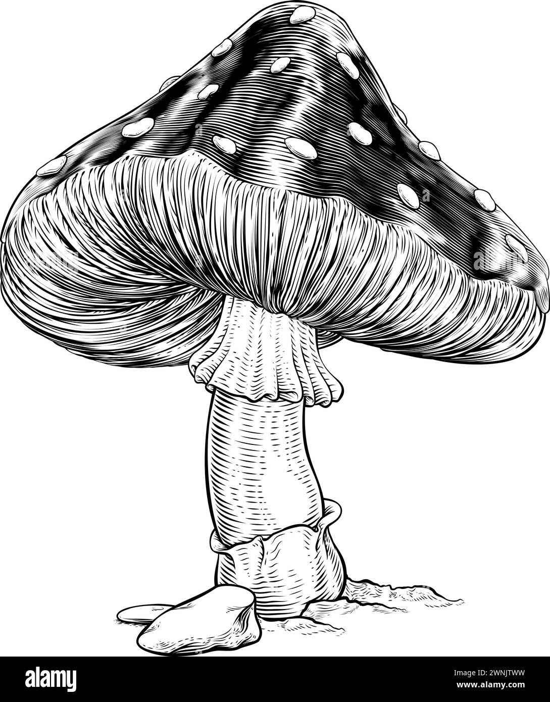 Mushroom Toadstool Fly Agaric Amanita Muscaria Stock Vector