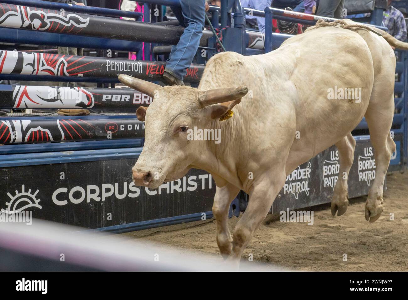 Bridgeport, United States. 02nd Mar, 2024. BRIDGEPORT, CONNECTICUT - MARCH 02: Douglas da Silva Barreto rides Ice Box during the Professional Bull Riders (PBR) Pendleton Whisky Velocity Tour event at Total Mortgage Arena on March 2, 2024 in Bridgeport, Connecticut. Credit: Ron Adar/Alamy Live News Stock Photo