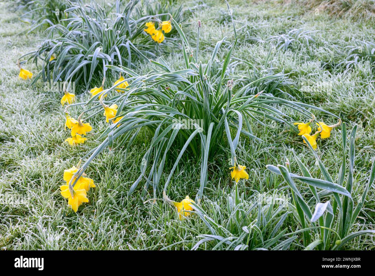 Early 2024 uk daffodils hires stock photography and images Alamy