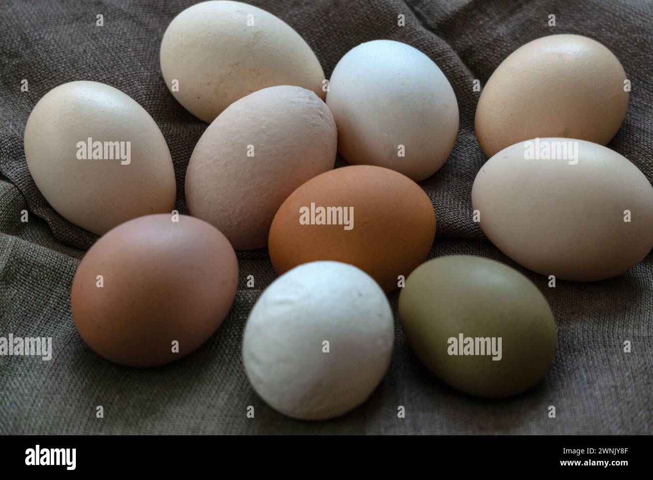 Multi-colored large chicken eggs from domestic chickens Stock Photo