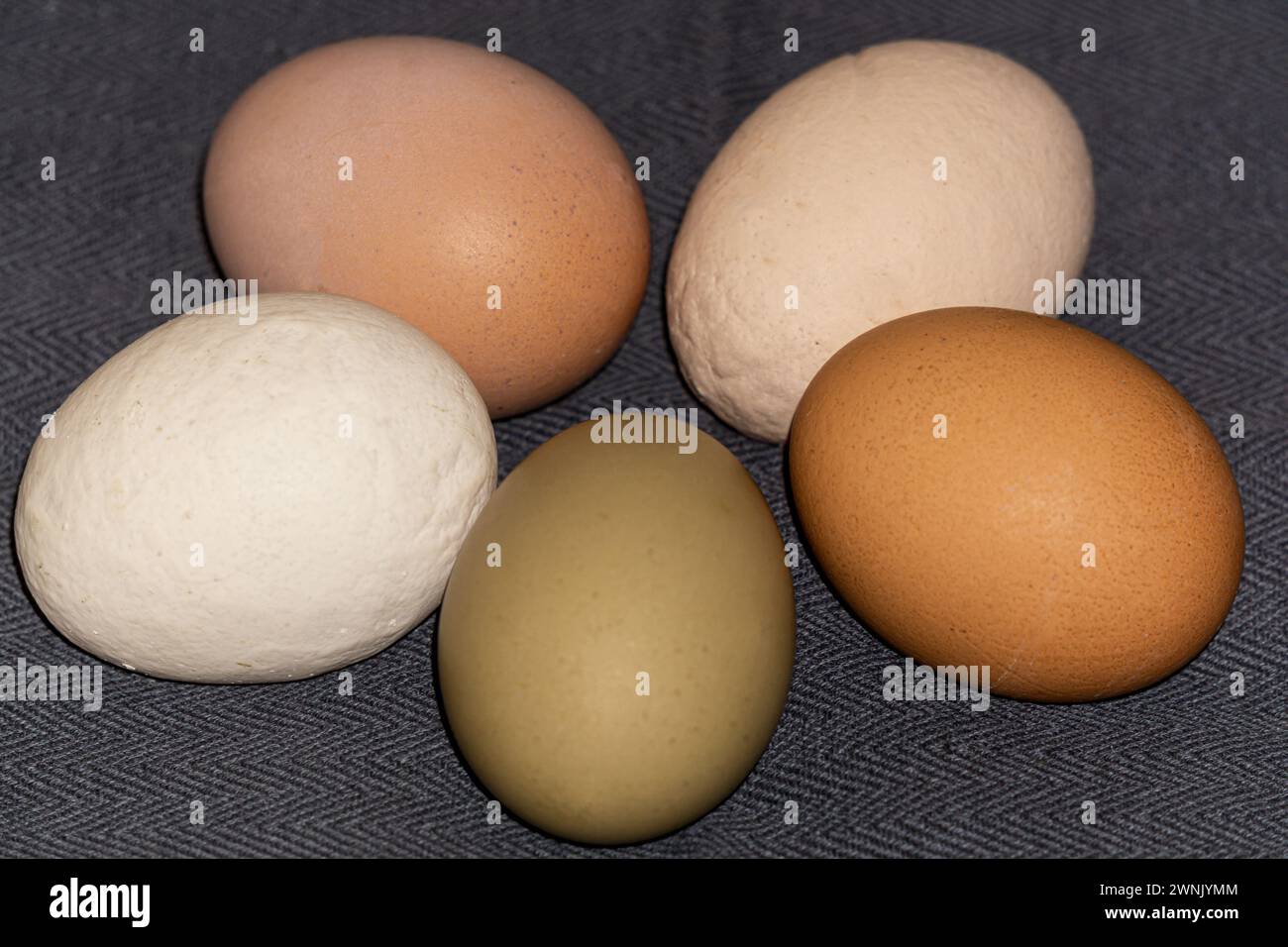 Multi-colored large chicken eggs from domestic chickens. Stock Photo