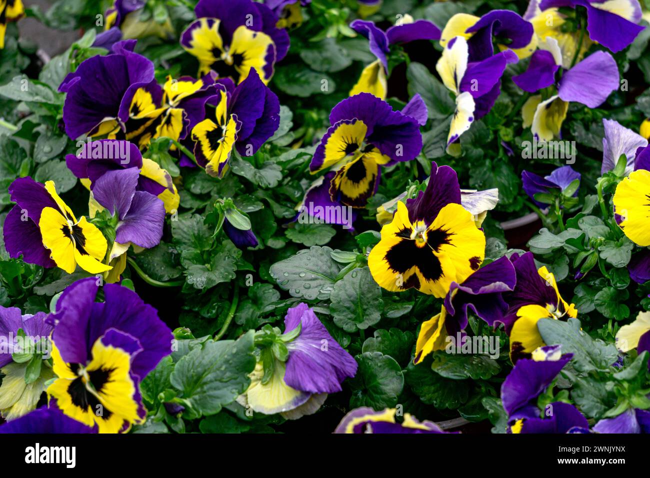 Blue-yellow pansies in flower pots in a greenhouse Stock Photo