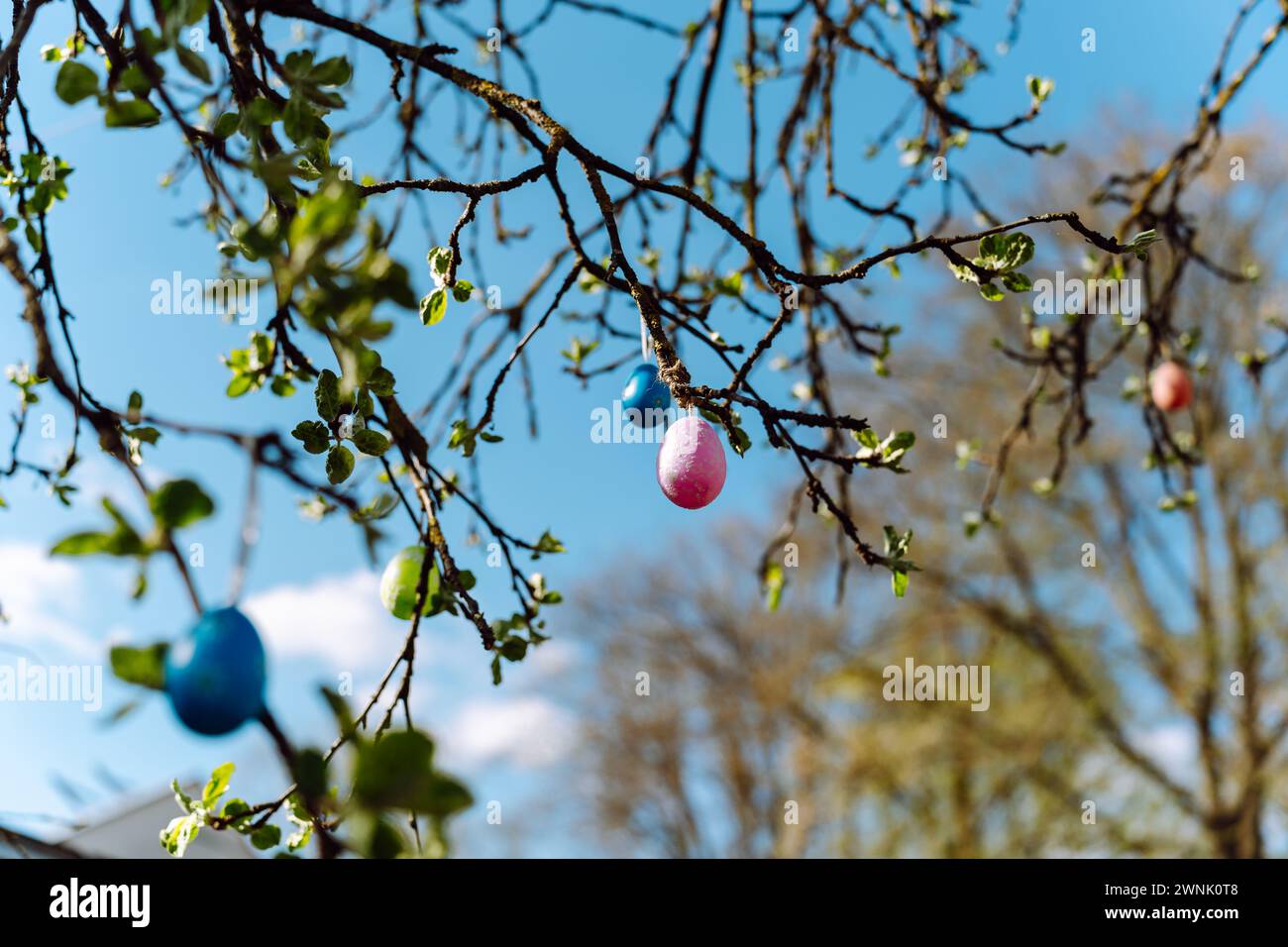 Tree branches in spring with colorful Easter eggs hanging on them Stock Photo