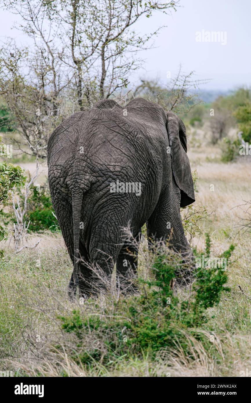 Elephant walks into the savannah, rear view. African elephant tail. Safari in savanna, South Africa, Kruger National Park. Animals natural habitat, wi Stock Photo