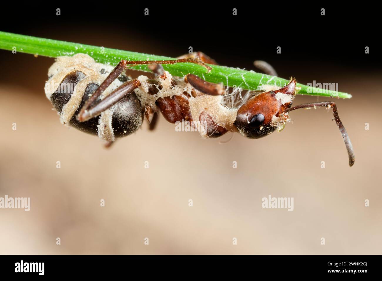 Ant summit fungus (Pandora myrmecophaga / formicae) Stock Photo