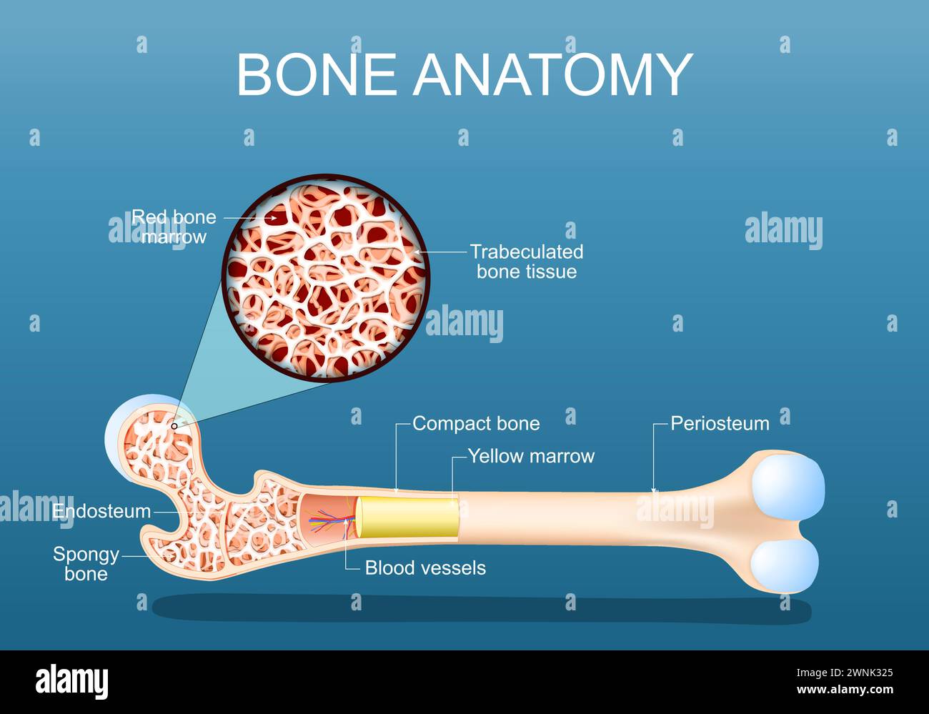 Bone anatomy. Structure of a femur. Close-up of a cross section of Spongy Trabeculated bone tissue with Red bone marrow. vector illustration Stock Vector