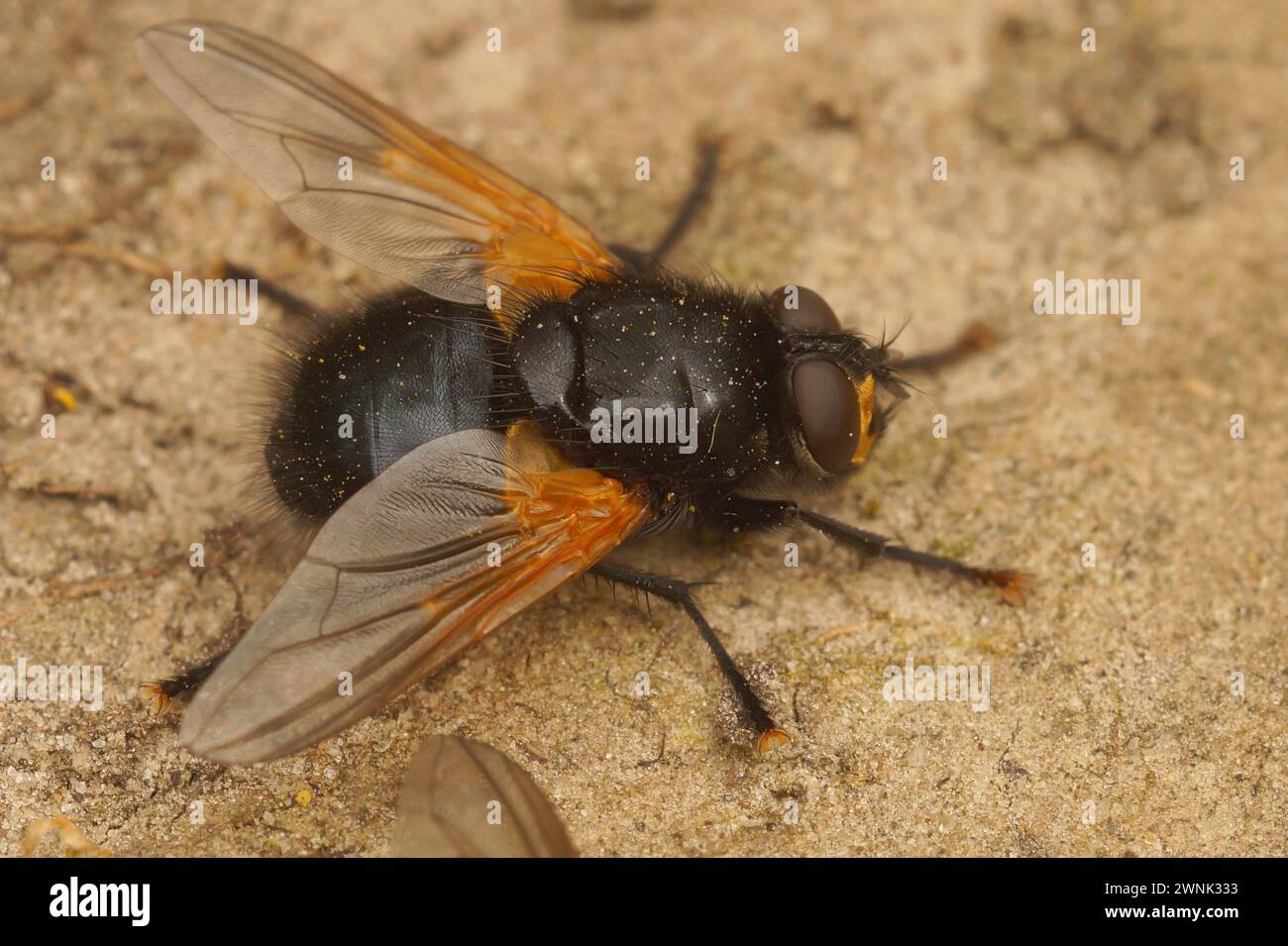 Closeup on a noon or noonday fly, Mesembrina meridiana sitting on the ground Stock Photo