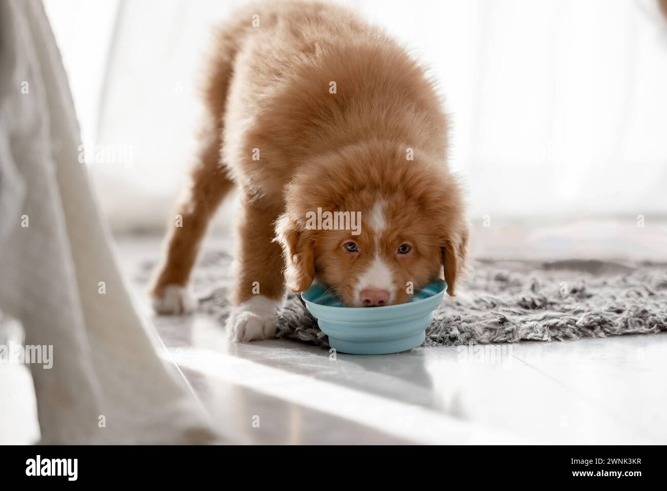 Toller Puppy, A Nova Scotia Duck Tolling Retriever, Drinks From Bowls At Home Stock Photo