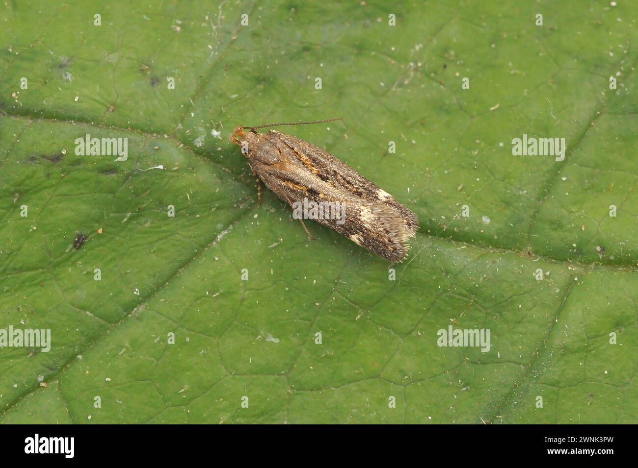 Detailed closeup on a small Gelechiidae moth, Aroga velocella sitting on a green leaf Stock Photo
