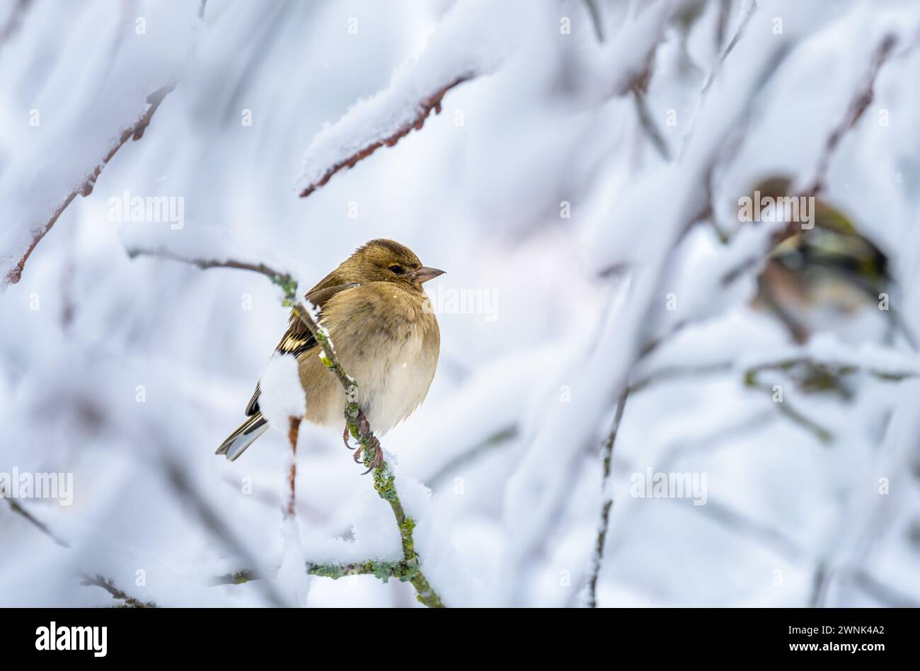 Closeup of a female chaffinch sitting on a snow covered tree Stock Photo