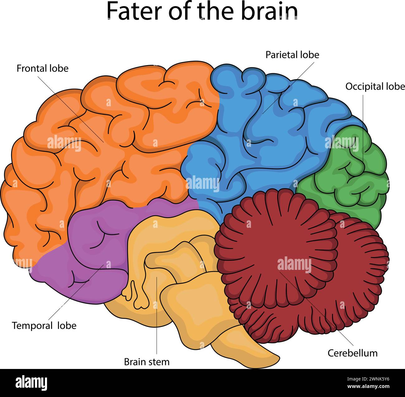 Vector illustration of the fate of the brain. Stock Vector