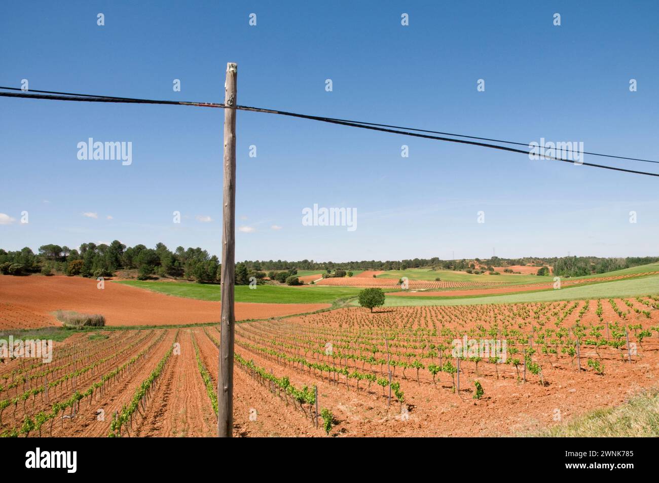 Vineyard and light pole. Cuenca, Castilla La Mancha, Spain. Stock Photo