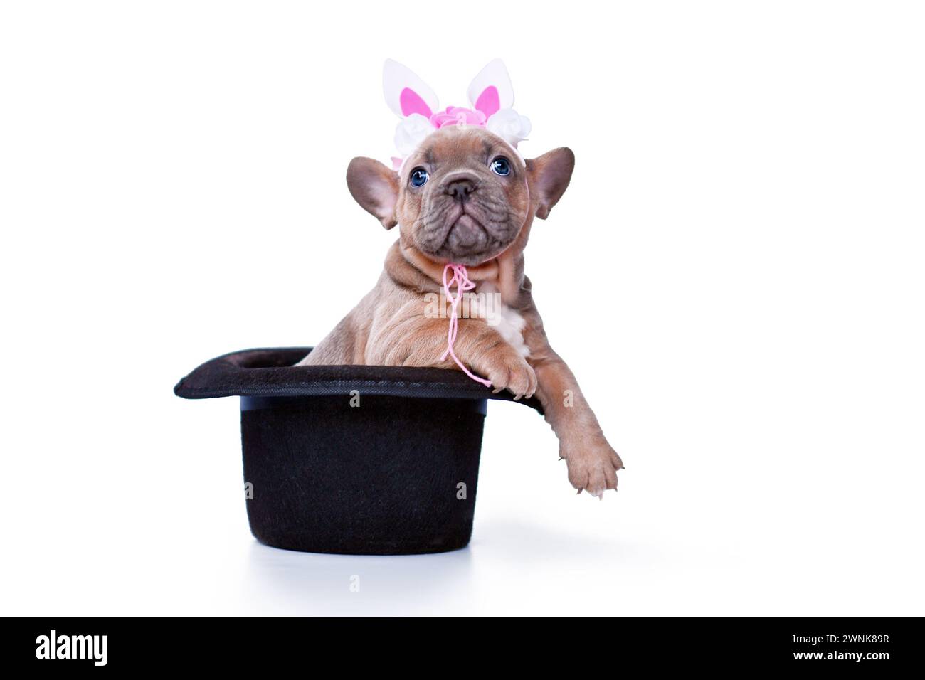 Cute blue fawn French Bulldog dog puppy with Easter bunny headband in black magician hat on white background Stock Photo