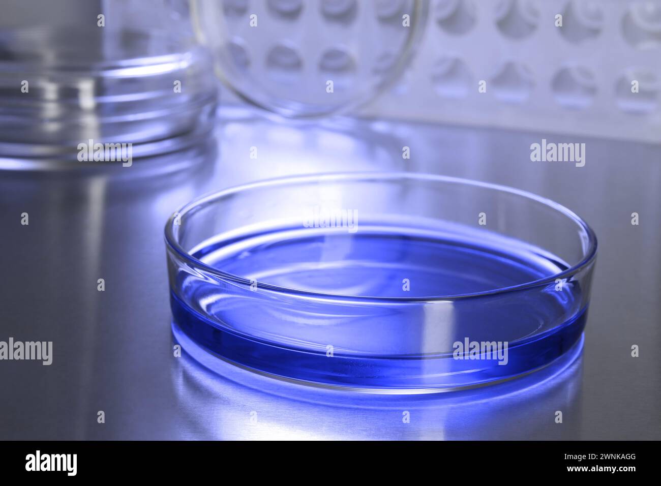 Petri dishes with blue liquid on table, closeup. Laboratory glassware ...