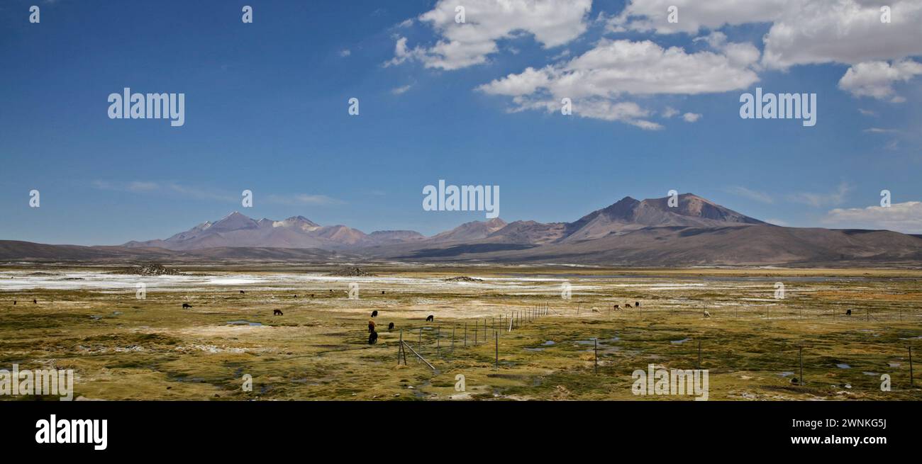 Herd of Alpacas, Lluta Valley, Chile Stock Photo
