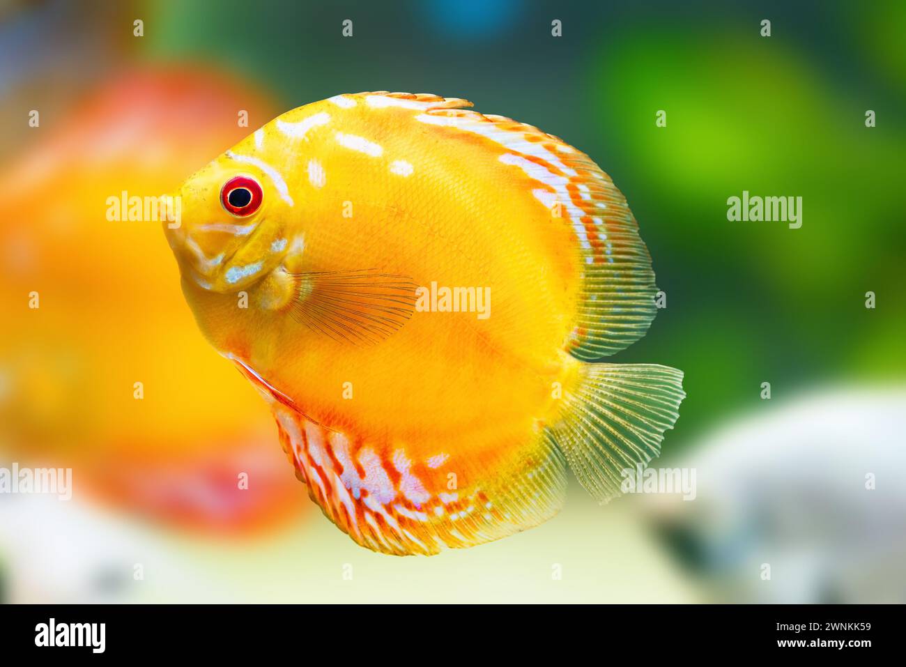 Yellow Discus (Symphysodon aequifasciatus) - Freshwater Fish Stock Photo