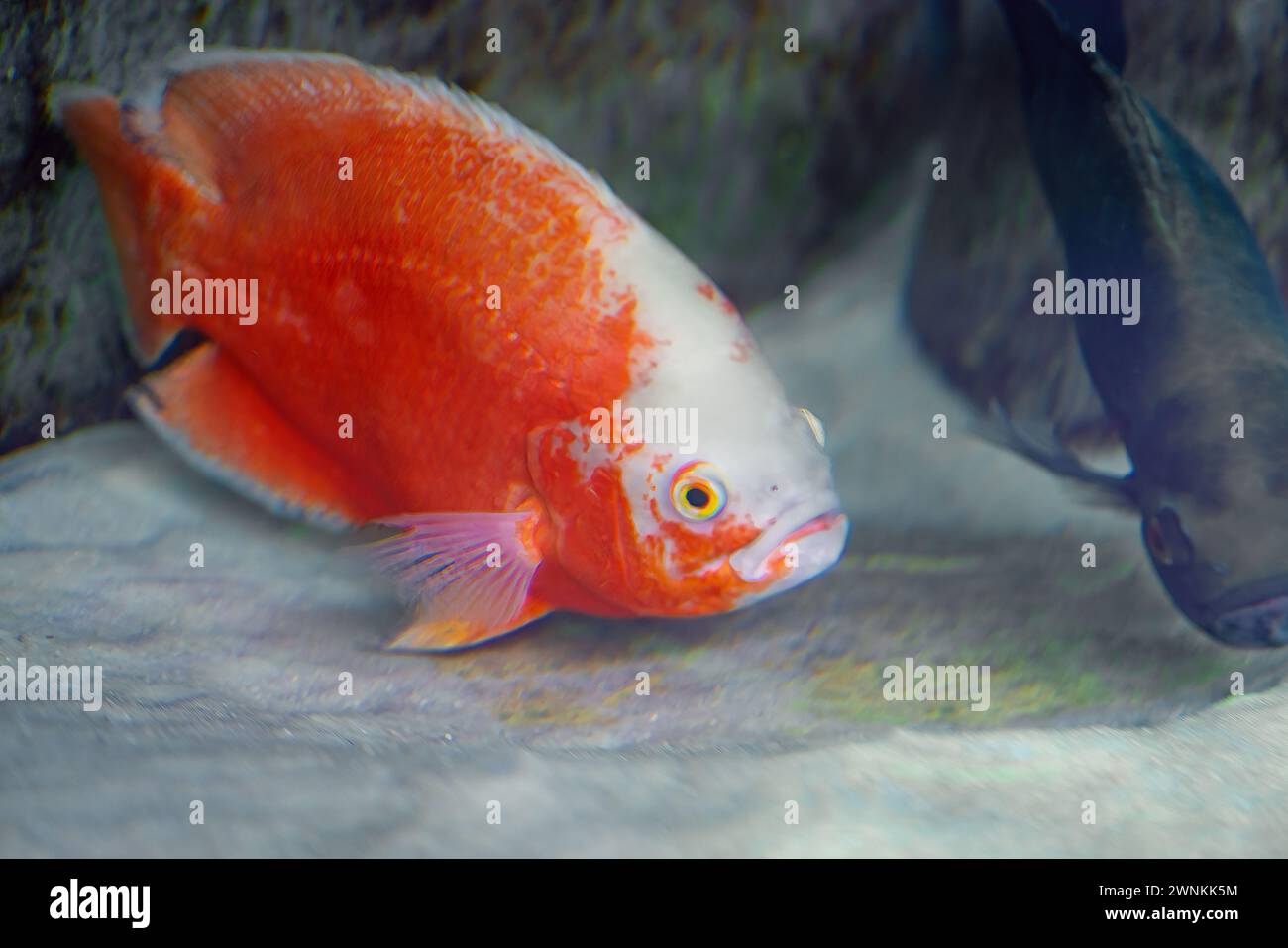 Golden Oscar (Astronotus ocellatus) - Freshwater Fish Stock Photo