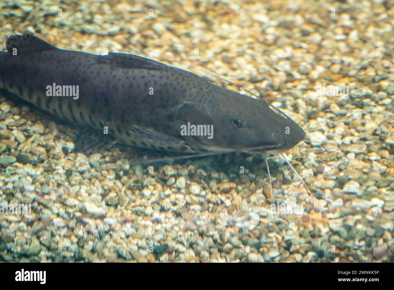 Spotted Sorubim Catfish (Pseudoplatystoma corruscans) - Freshwater Fish Stock Photo