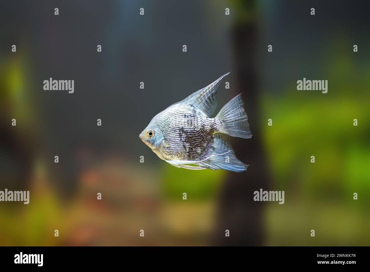 Ghost Angelfish (Pterophyllum scalare) - Freshwater Fish Stock Photo