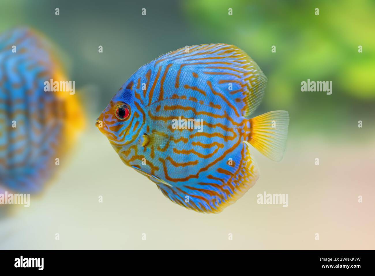 Blue Discus (Symphysodon aequifasciatus) - Freshwater Fish Stock Photo