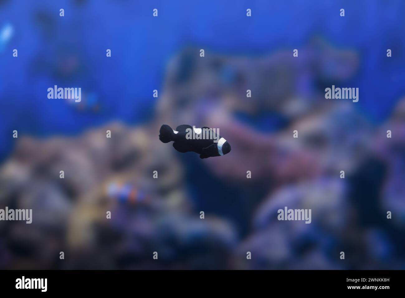 Black Ocellaris Clownfish(Amphiprion ocellaris) - Marine Fish Stock Photo