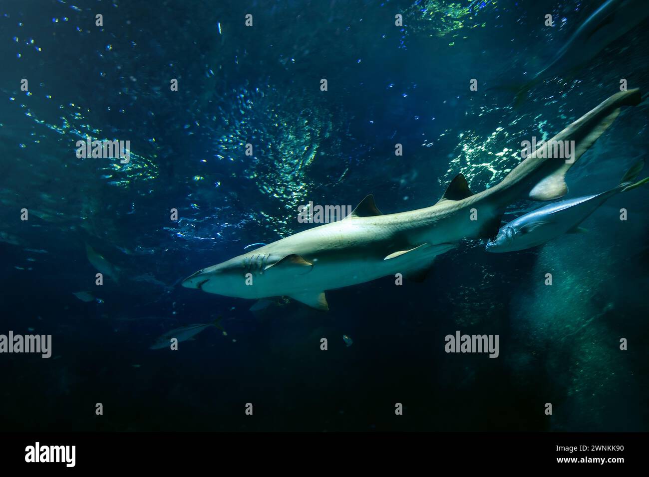 Sand Tiger Shark (Carcharias taurus) Stock Photo
