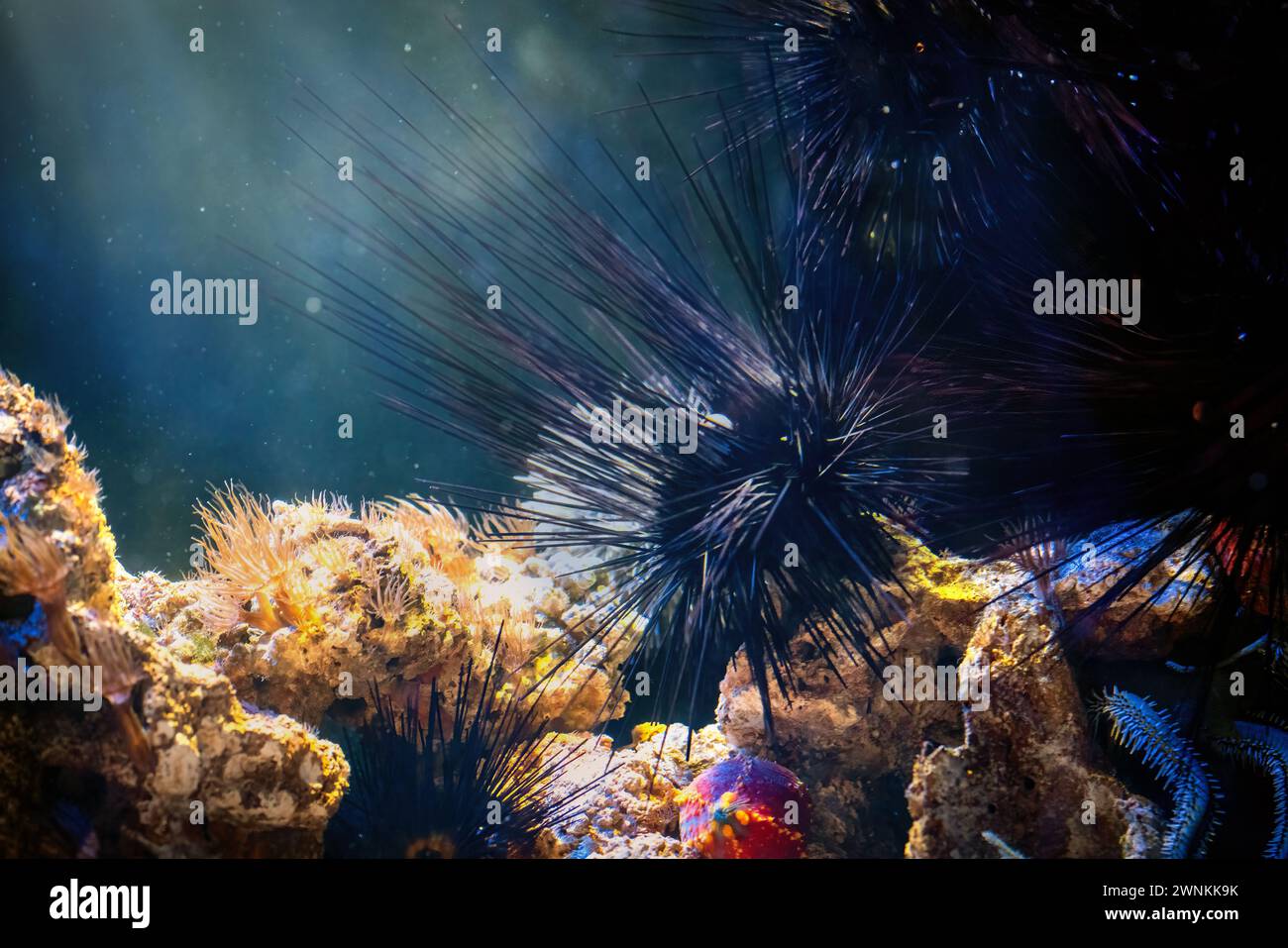 Porcupine Sea Urchin (Diadema setosum) Stock Photo