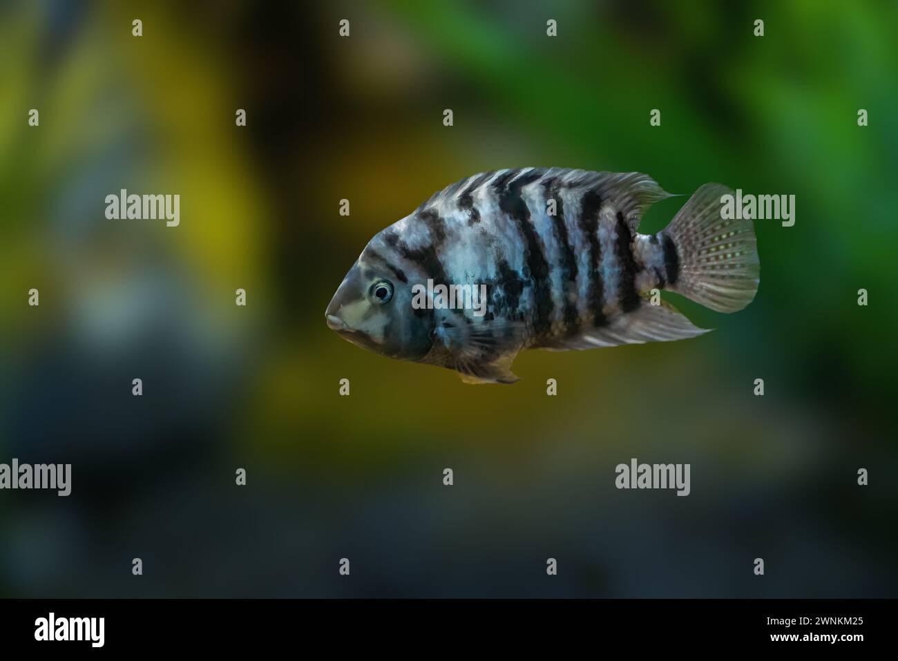 Convict Cichlid (Amatitlania nigrofasciata) - Freshwater Fish Stock Photo