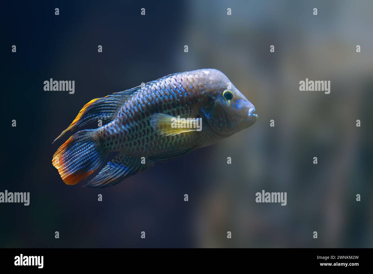 Green Terror (Andinoacara rivulatus) - Freshwater Fish Stock Photo