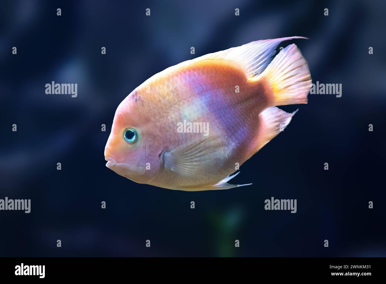 Midas Cichlid (Amphilophus citrinellus) - Freshwater Fish Stock Photo