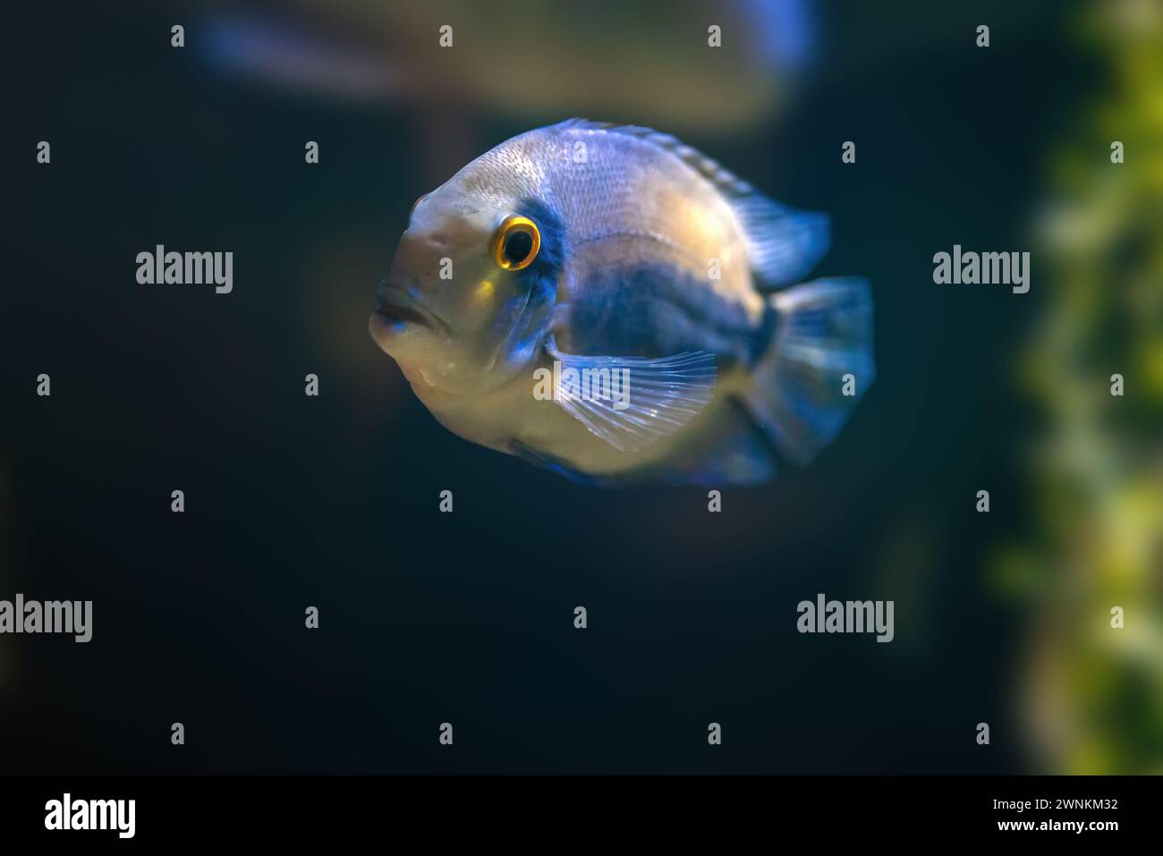 Uaru (Uaru amphiacanthoides) - Freshwater Fish Stock Photo
