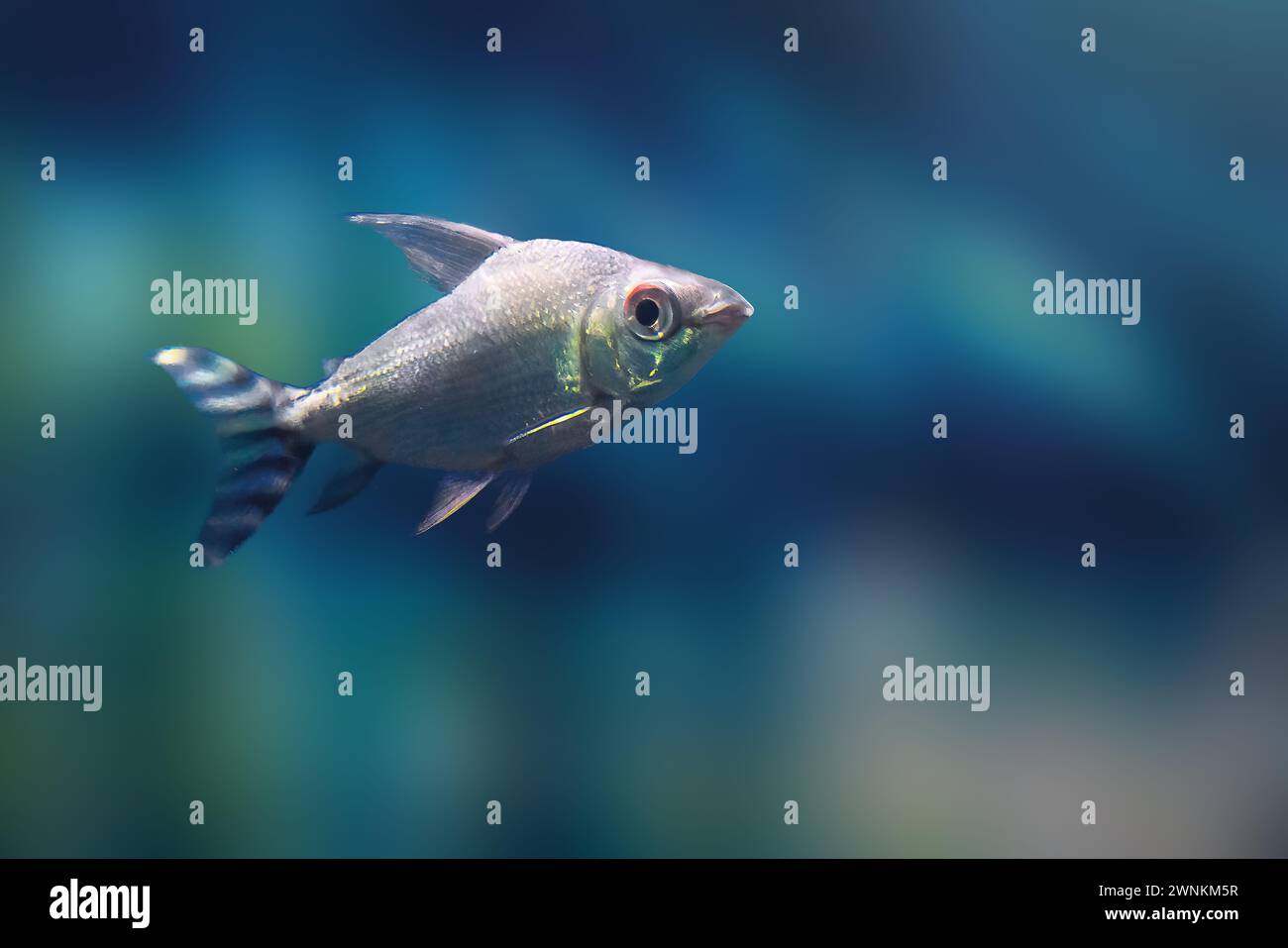 Kissing Prochilodus (Semaprochilodus insignis) - Freshwater Fish Stock Photo