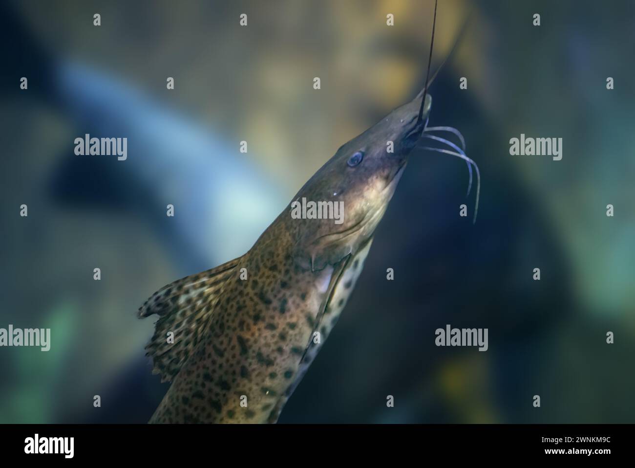 Jundiara Catfish (Pseudoplatystoma sp x Leiarius marmoratus) - Hybrid Freshwater Fish Stock Photo