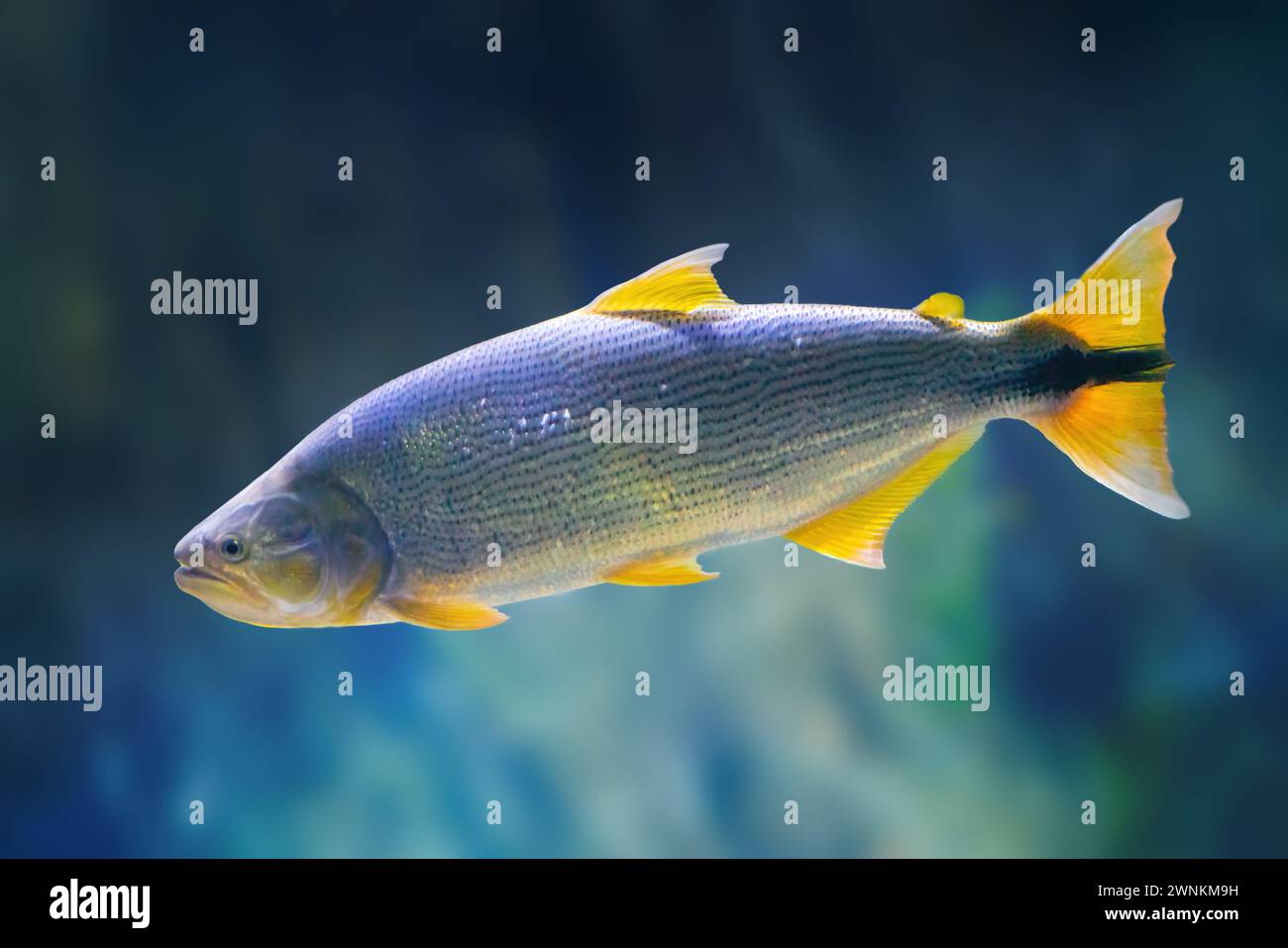 Dorado (Salminus brasiliensis) - Freshwater Fish Stock Photo