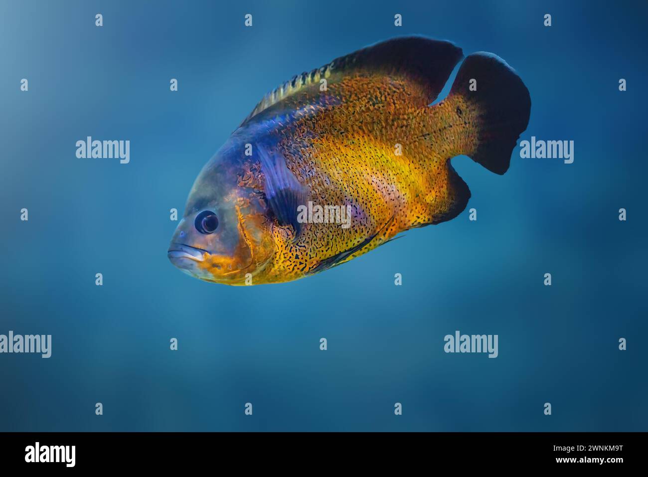 Copper Oscar (Astronotus ocellatus) - Freshwater Fish Stock Photo