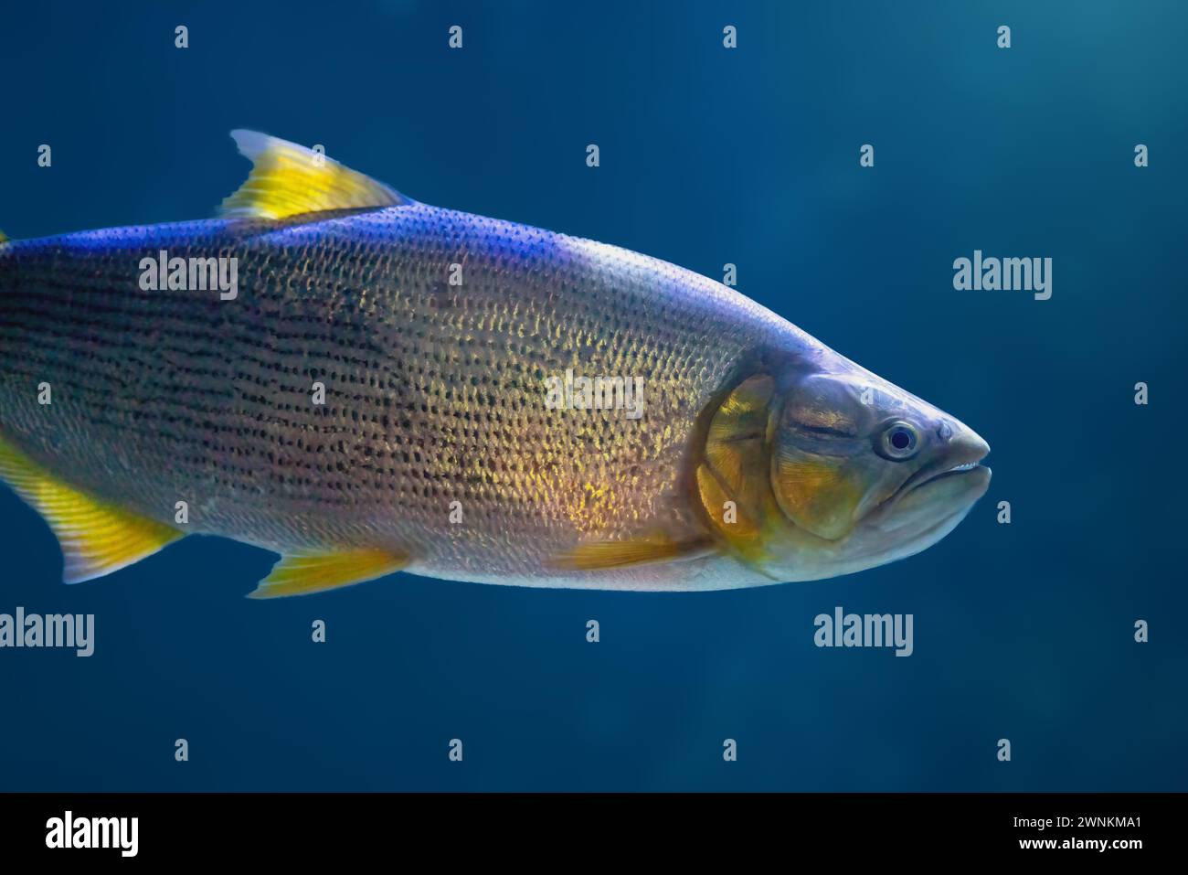 Dorado (Salminus brasiliensis) - Freshwater Fish Stock Photo