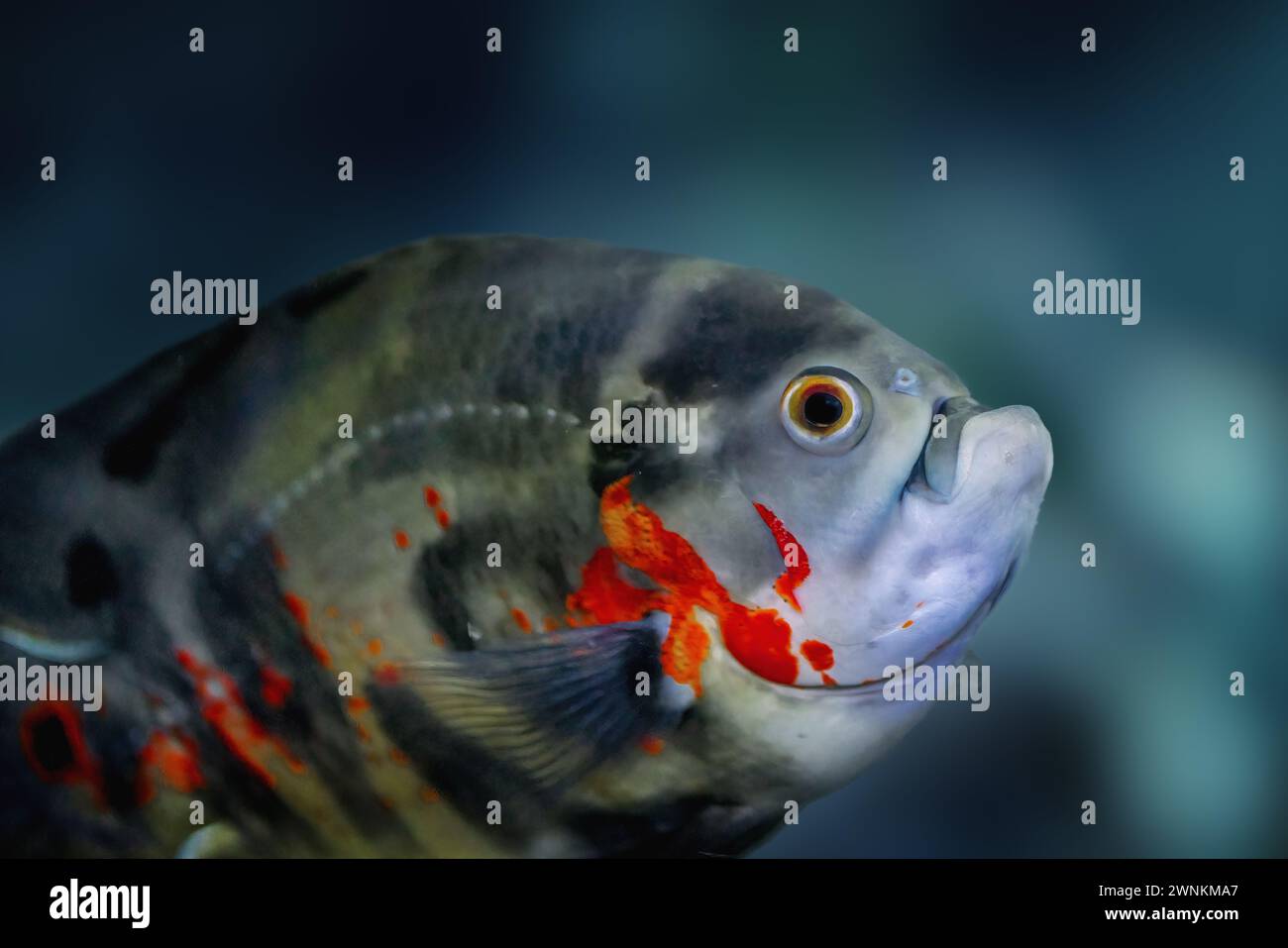 Tiger Oscar (Astronotus ocellatus) - Freshwater Fish Stock Photo