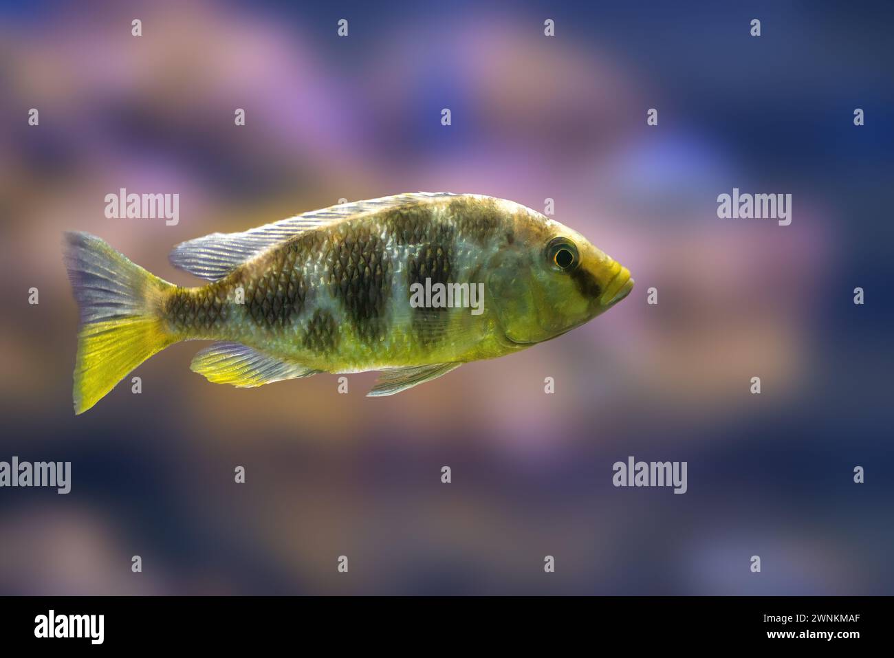 Venustus Hap (Nimbochromis venustus) - Freshwater Fish Stock Photo