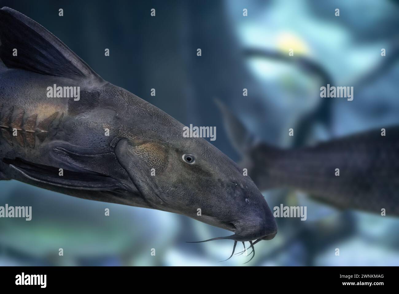 Ripsaw Catfish (Oxydoras niger) - Freshwater Fish Stock Photo
