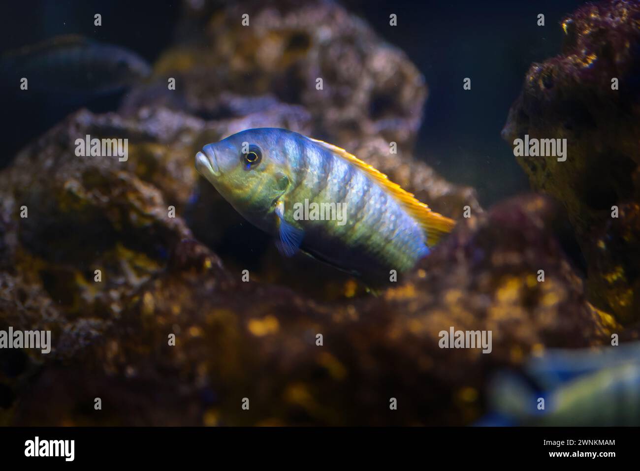 William's Mbuna (Maylandia greshakei) - Freshwater Fish Stock Photo