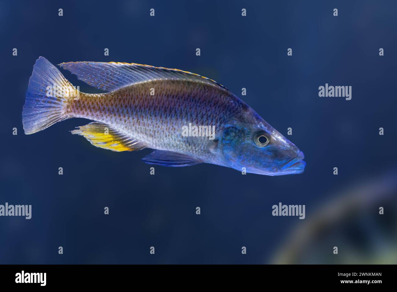 Malawi Eyebiter (Dimidiochromis compressiceps) - Freshwater Fish Stock Photo
