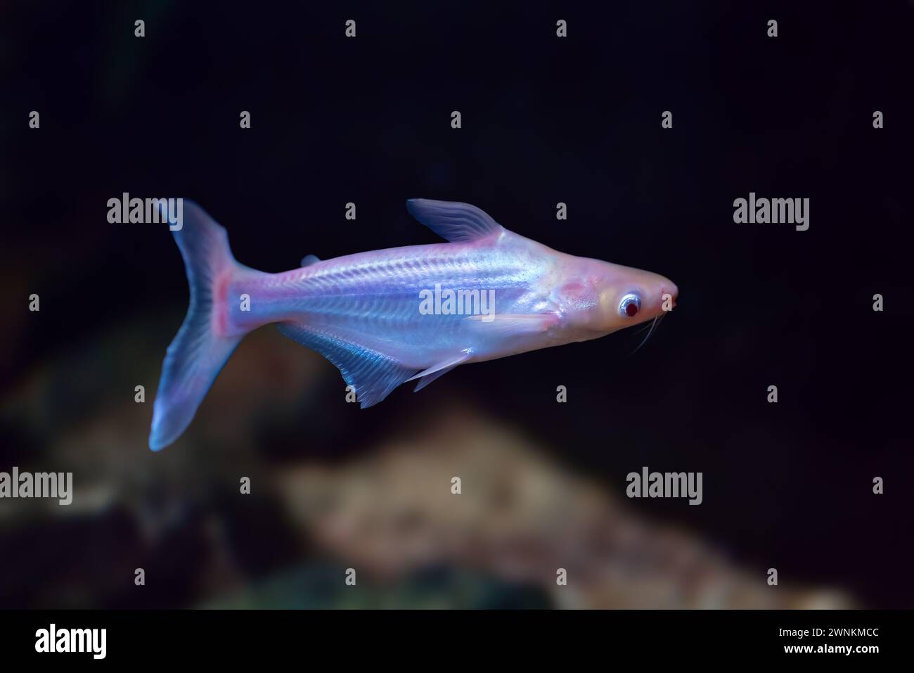 Iridescent Shark Catfish (Pangasianodon hypophthalmus) - Freshwater Fish Stock Photo