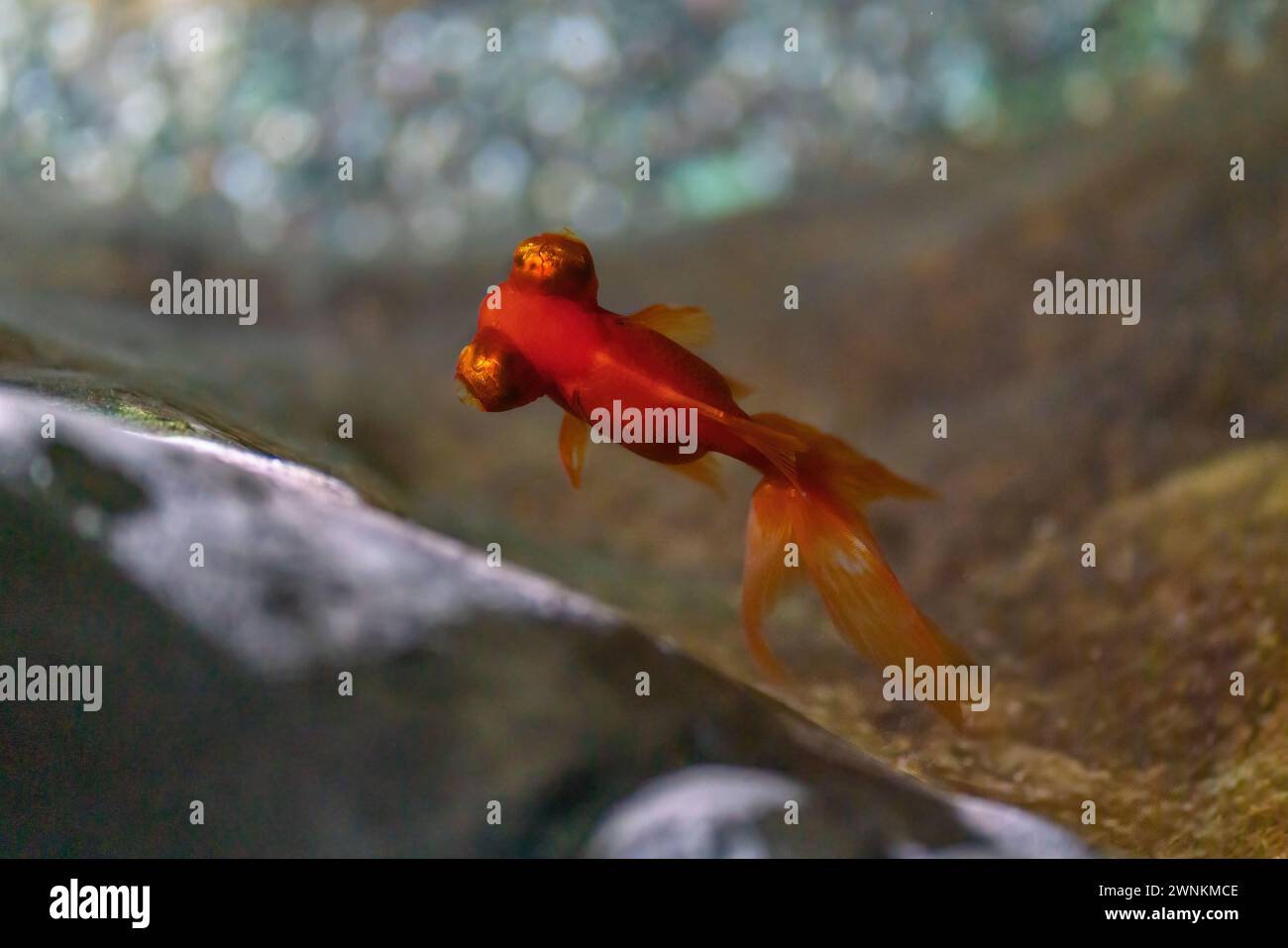 Telescope Goldfish (Carassius auratus) - Freshwater pet fish Stock Photo