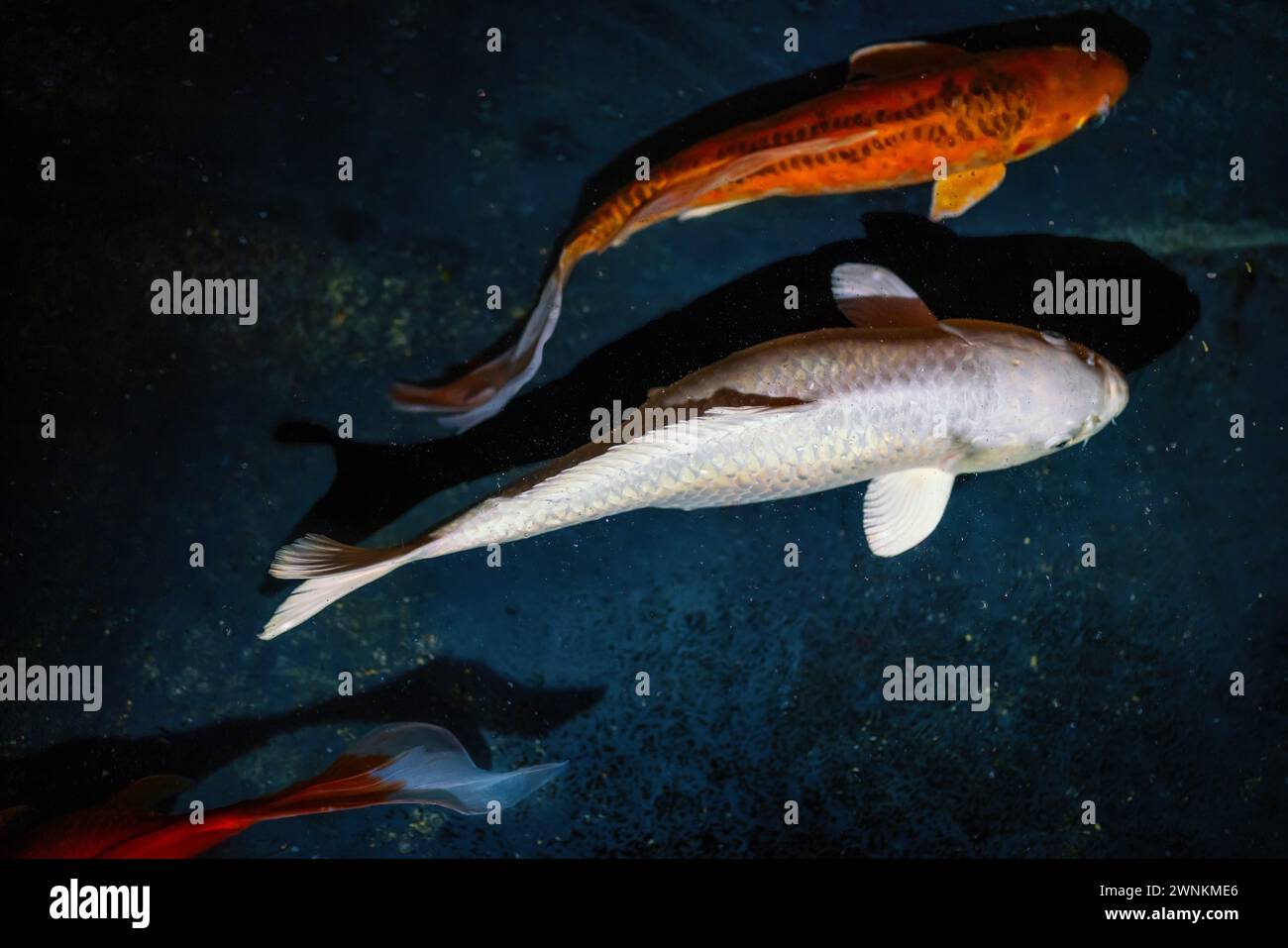 White Koi Fish (Cyprinus carpio) Stock Photo