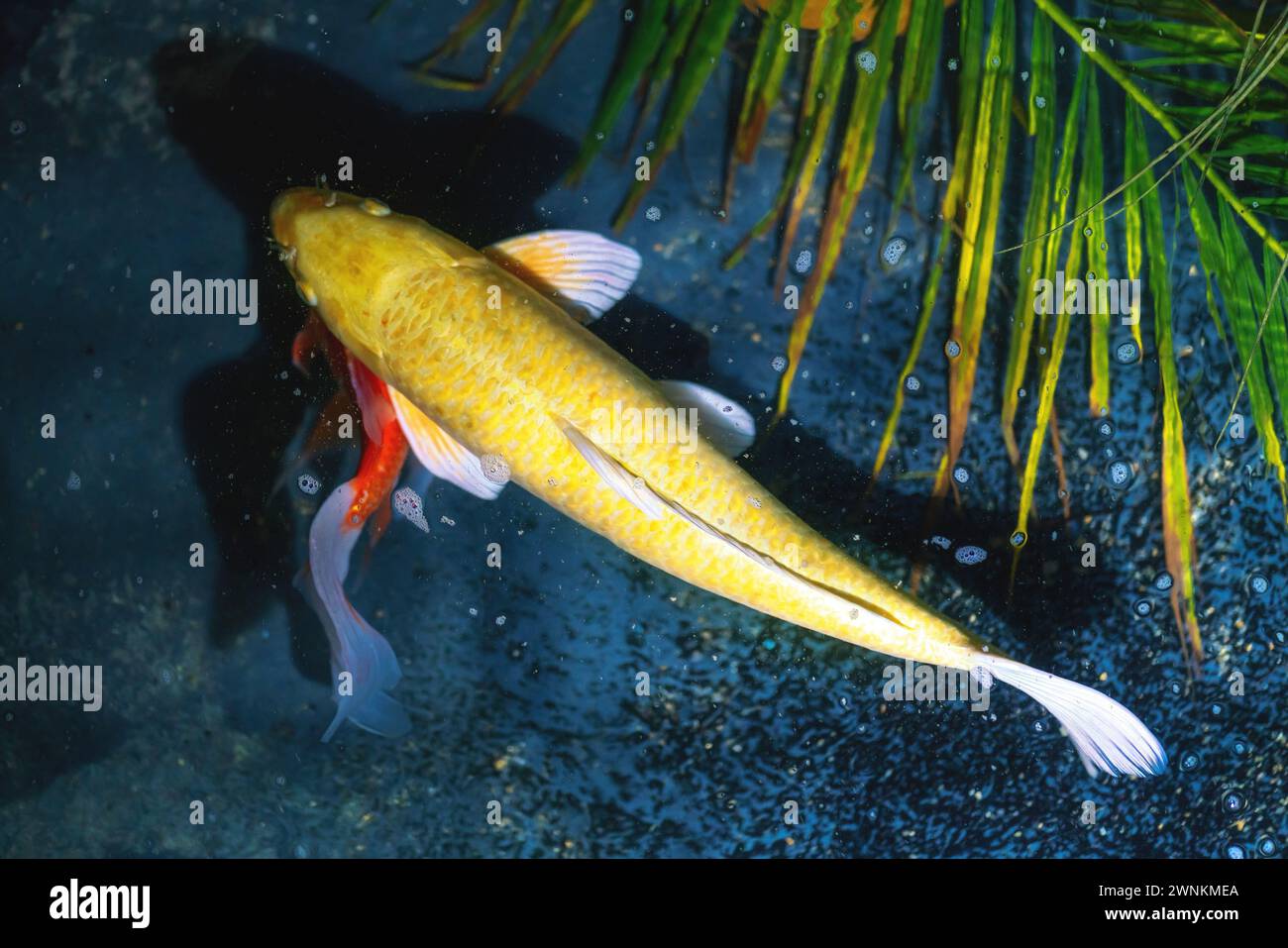Yellow Koi Fish (Cyprinus carpio) Stock Photo