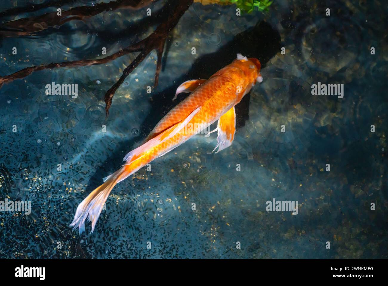 Decorative Koi Fish (Cyprinus carpio) Stock Photo
