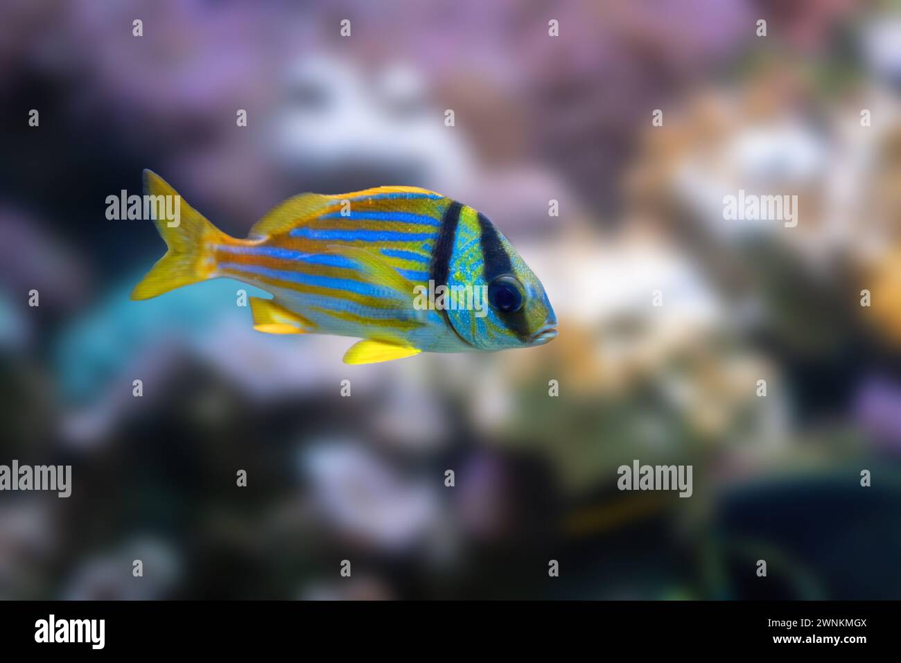 Porkfish (Anisotremus virginicus) - Marine Fish Stock Photo