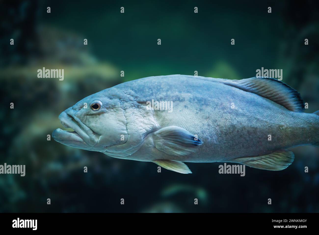 Gag Grouper fish (Mycteroperca microlepis) Stock Photo