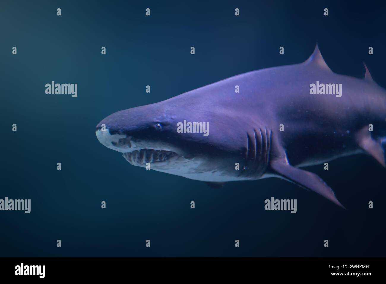 Sand Tiger Shark (Carcharias taurus) Stock Photo