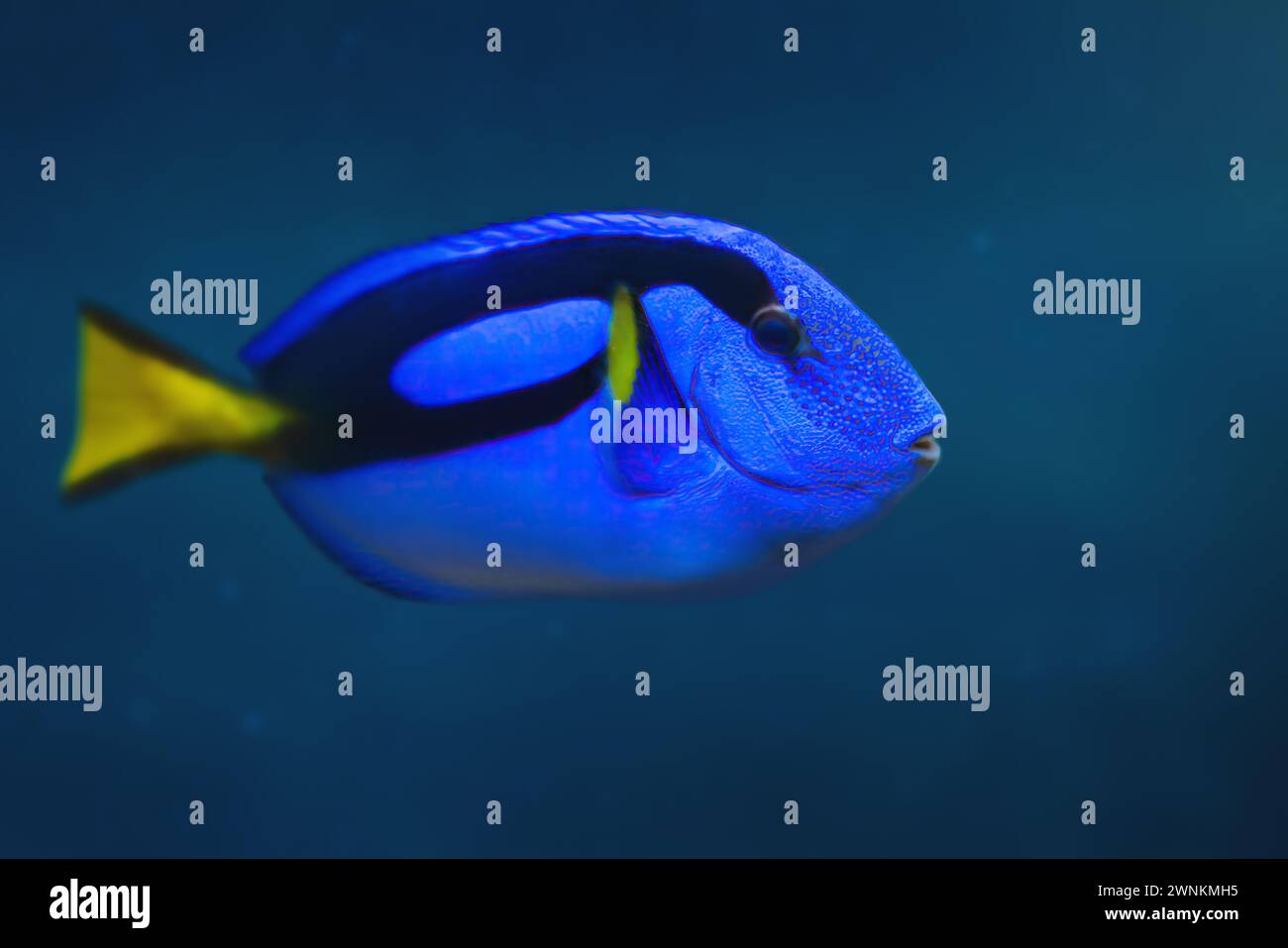 Royal Blue Tang (Paracanthurus hepatus) - Marine Fish Stock Photo